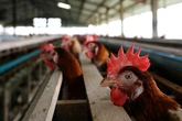 Brasil investiga 18 casos suspeitos de gripe aviária, diz governo