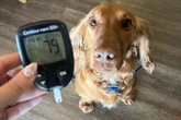 Mesmo à distância, cão de serviço alerta mãe de criança com diabetes