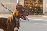 Mulher de 77 anos imobiliza pit-bull com as mãos após ser atacada