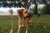 Cadê a Lola? Cadela foge e clínica só avisa a tutora 4 horas depois