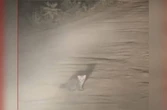 Bebê jaguatirica é visto perdido até chegada da mãe em estrada. Vídeo