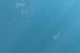 Vídeo: cardume com mais de 70 tubarões é avistado no litoral paulista