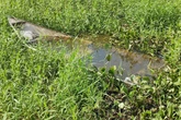 Barco camuflado em rio de SP tinha 33 armadilhas de pesca. Vídeo