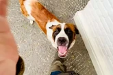 Entenda por que os cachorros cheiram as partes íntimas das pessoas