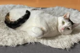 Gato sem patas traseiras esbanja habilidades e conquista web