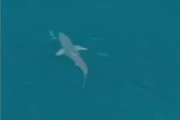 Visitante ilustre: tubarão é flagrado em alto-mar em Arraial do Cabo
