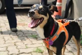 Vira-lata abandonada se torna perita da Polícia Científica de SP. Veja