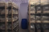 Império dos cogumelos mágicos tinha laboratório lotado de alucinógenos; veja vídeo