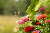 Falta de chuva reduz drasticamente o açúcar e as calorias da flores