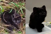 Gato-do-mato raro é resgatado em plantação de Santa Catarina