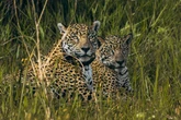 PremieRpet e Onçafari recebem prêmio por campanha pelo Pantanal