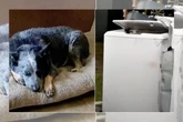 “Milagre”: cachorro sobrevive a enchente boiando em máquina de lavar