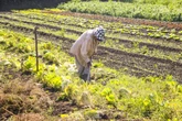 Agricultura regenerativa é mais uma aposta contra mudanças climáticas