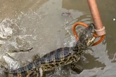 Jacaré é resgatado em loteamento após fortes chuvas em Alagoas