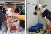 Pit-bull abandonado doa sangue e salva vida de pet de apoio emocional