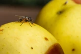 Chega de moscas: 3 plantas que ajudam a afastar os insetos da cozinha