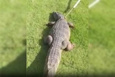 Vídeo: jacaré é flagrado “passeando” por condomínio de Alagoas