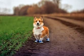 Cachorros podem usar sapatos? Veterinários esclarecem