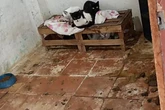 Polícia resgata 75 gatos em situação de maus-tratos no interior de SP