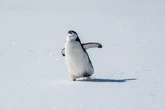Pilhas de cocô de pinguim podem ajudar a resfriar a Antártida. Entenda