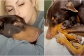Mercy: a cadela que desafiou uma tempestade para salvar seus filhotes