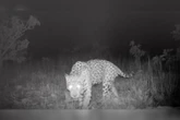 Onça-pintada brasileira bate recorde de nado mais longo da espécie
