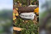 Fotos: árvores caem e danificam 4 carros em diferentes pontos do DF