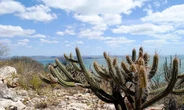 A caatinga vive (por Gustavo Krause)