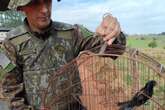 Traído pelo canto: sitiante é autuado por ter aves silvestres em casa