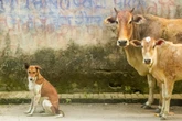 Estudo: animais domésticos crescem enquanto os selvagens encolhem