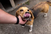 Adotei um cachorro de rua, e agora? Veja cuidados e primeiros passos