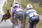 Vídeo: ciclista escapa de acidente com cabra durante prova
