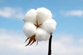 Algodão brasileiro: saiba 5 curiosidades sobre o insumo têxtil natural