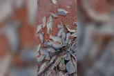 Peixes são encontrados mortos após corrego transbordar em MS. Vídeo