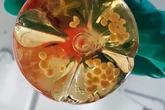 Cientistas criam miniórgãos com vasos sanguíneos em laboratório