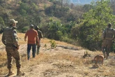 BPMA identifica onça e 2 filhotes nas proximidades de chácaras do DF