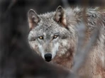Ao contrário do que narram contos infantis, lobos têm medo de humanos
