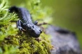 Saiba qual é o animal com a gestação mais longa da natureza