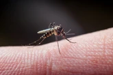 Colocar remédio em mosquiteiros pode impedir transmissão da malária