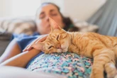 Os gatos destas 3 raças são os mais calmos, segundo um veterinário