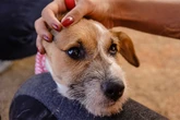 Pesquisa da USP desenvolve novo remédio para tratar artrite em cães
