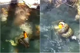 Vídeo: sucuri engole tucano em rio de Bonito (MS)