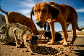 Sugestão feita a Lula prevê inclusão de animais como dependentes no IR