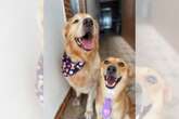 Vira-lata “adota” golden retriever idoso e transforma vida do pet