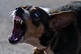 Soltas e ferozes, matilhas pelo DF fazem explodir número de ataques de cães