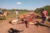 Vídeo. Vacas morrem eletrocutadas após queda de poste na Argentina