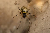 Biólogo indica 4 formas de “blindar” a casa do aparecimento de aranhas