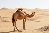 Saiba como camelo evoluiu para sobreviver no calor extremo do deserto