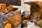 Cadela idosa “adota” gato resgatado como uma mãe protetora; vídeo
