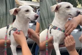 Vídeo: confira a reação desses cães que foram adotados em feira de SP